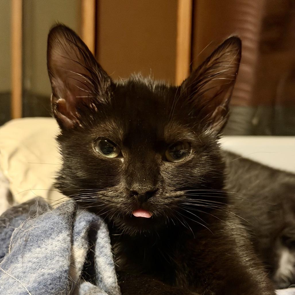 Enlarge Eartha Kitt Lichens, a Adoptable Domestic Short Hair in Woodstock, VA image 3/3