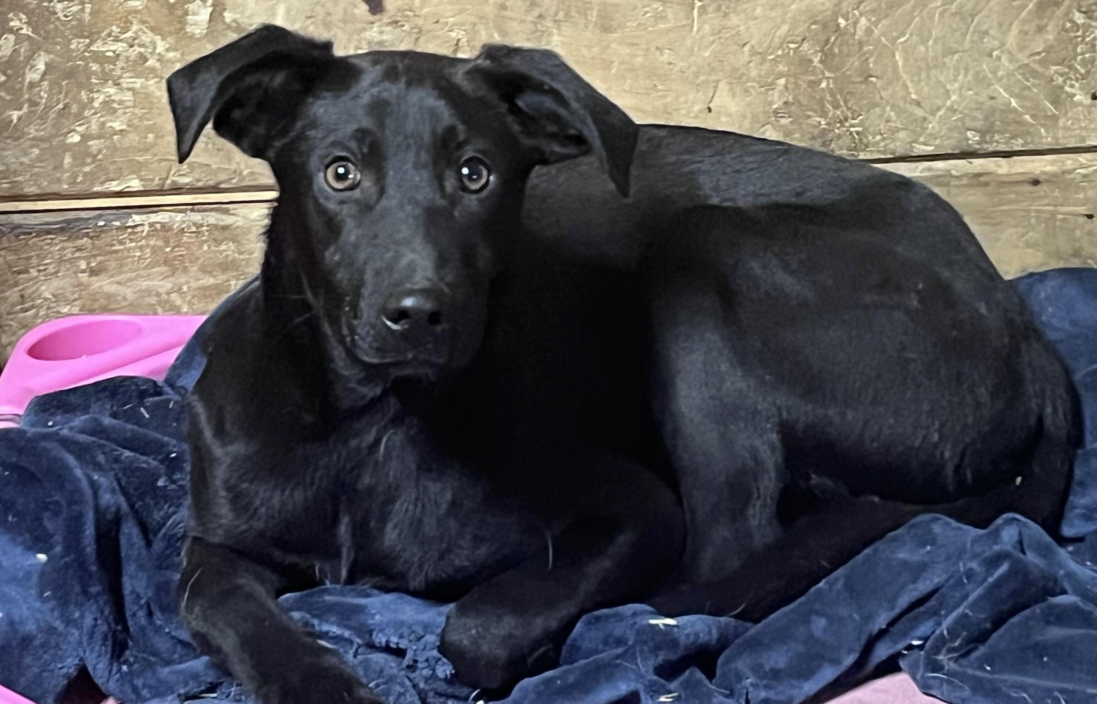 Enlarge Japan , a ADOPTABLE mixed breed in Portland, ME image 2/2