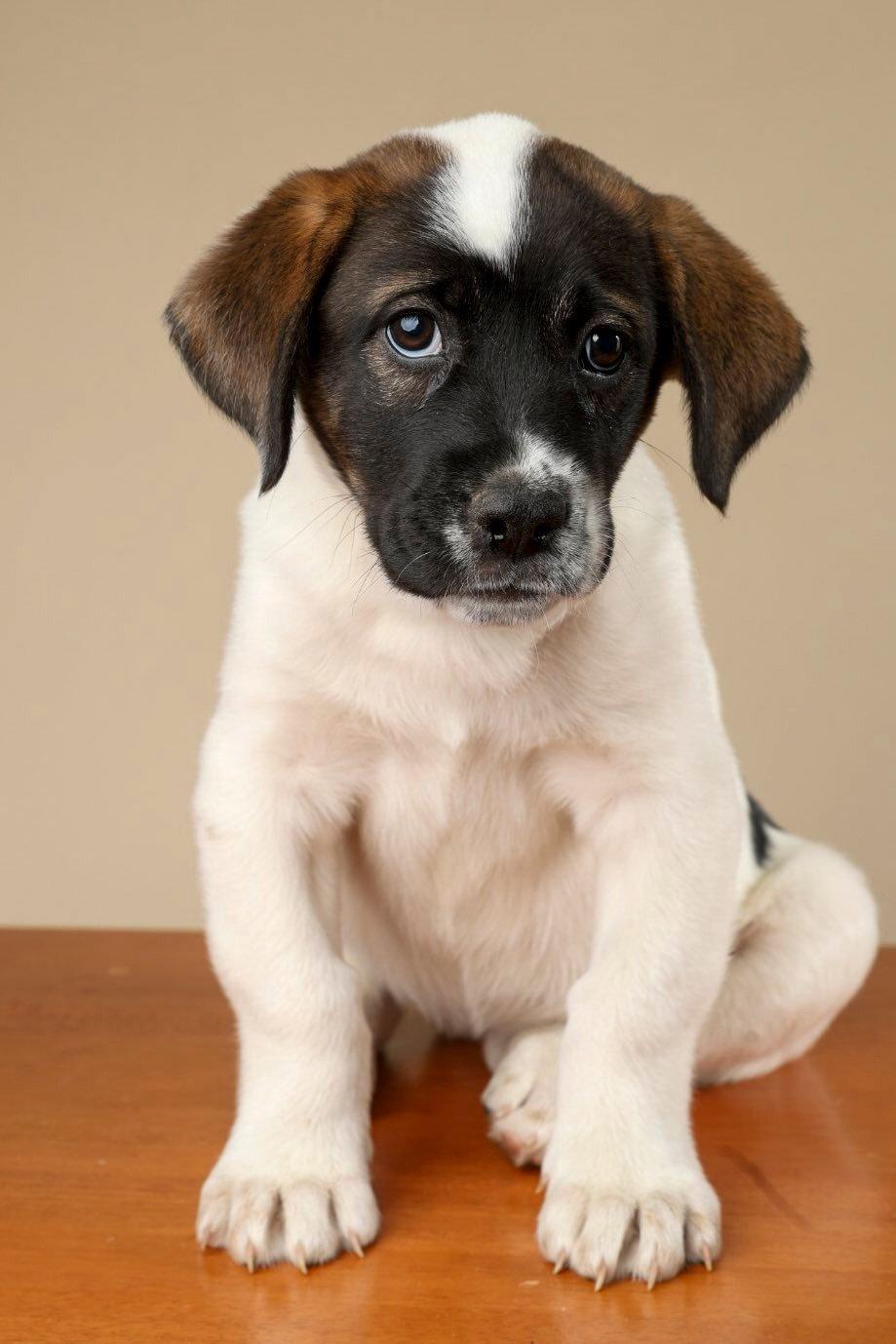 Enlarge Majesty (NKA Ella), a Adopted mixed breed in Garner, NC image 2/2