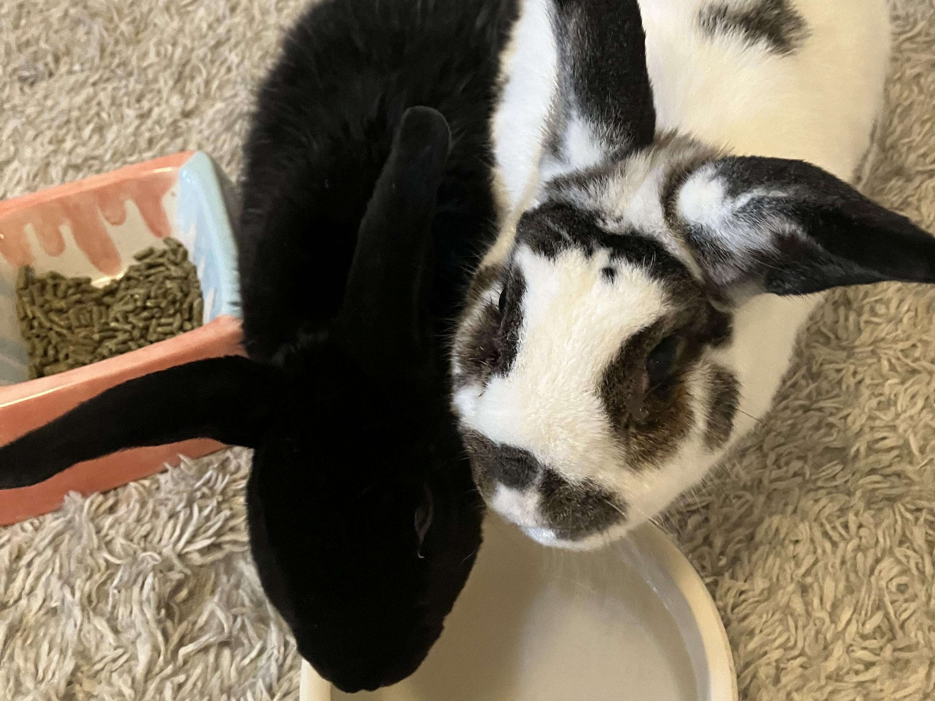 Midnight & Eloise, ADOPTABLE, Senior Male Mini Rex.