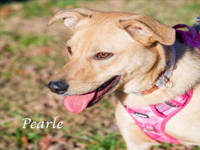 PEARLE, Adoptable, Young Female Australian Shepherd & Labrador Retriever.