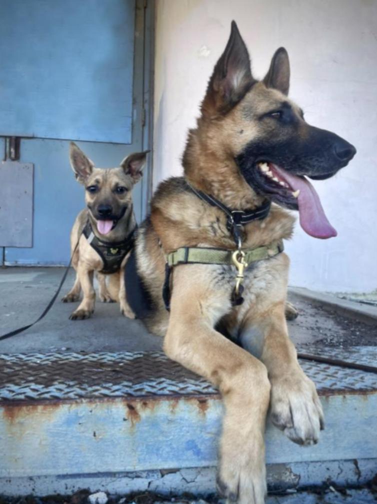 Enlarge Oscar, an adopted mixed breed in Oakland, CA image 1/6