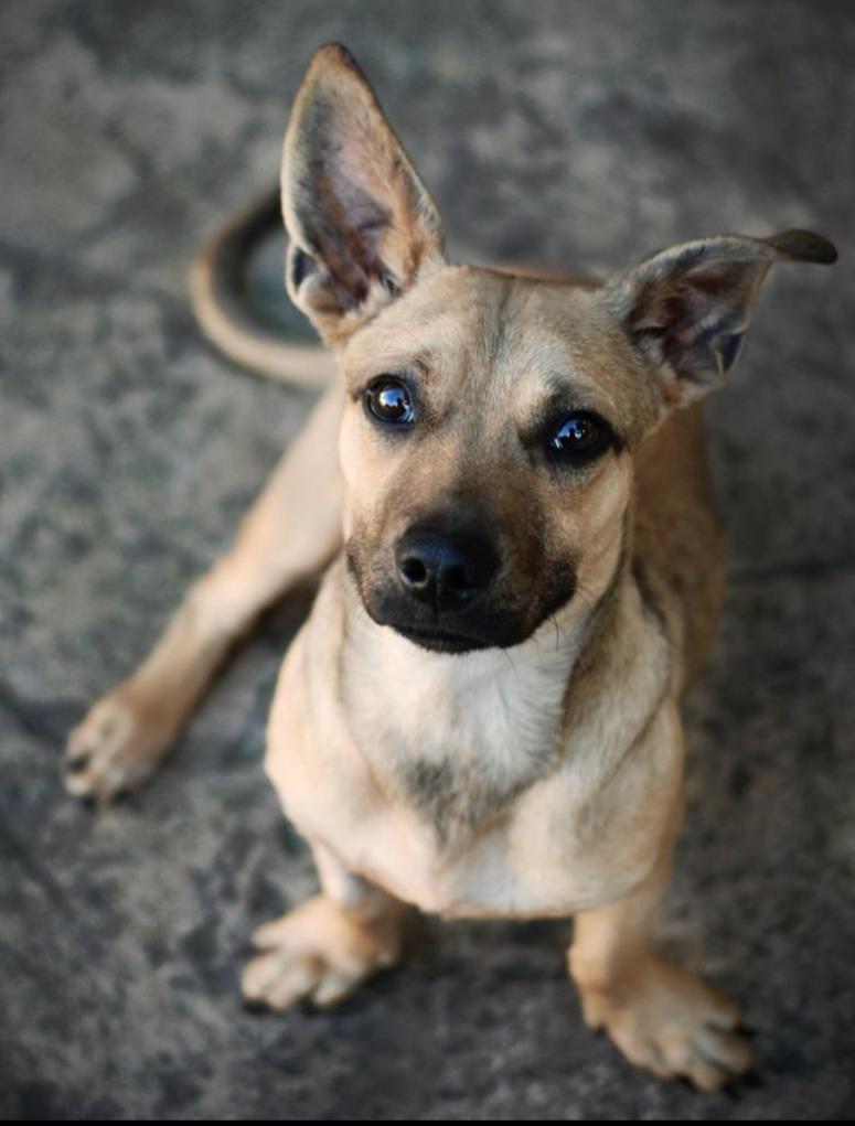 Enlarge Oscar, an adopted mixed breed in Oakland, CA image 5/6