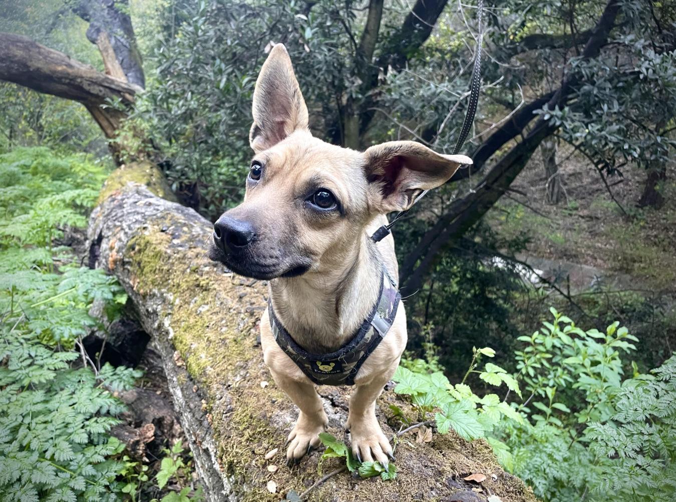 Enlarge Oscar, an adopted mixed breed in Oakland, CA image 6/6