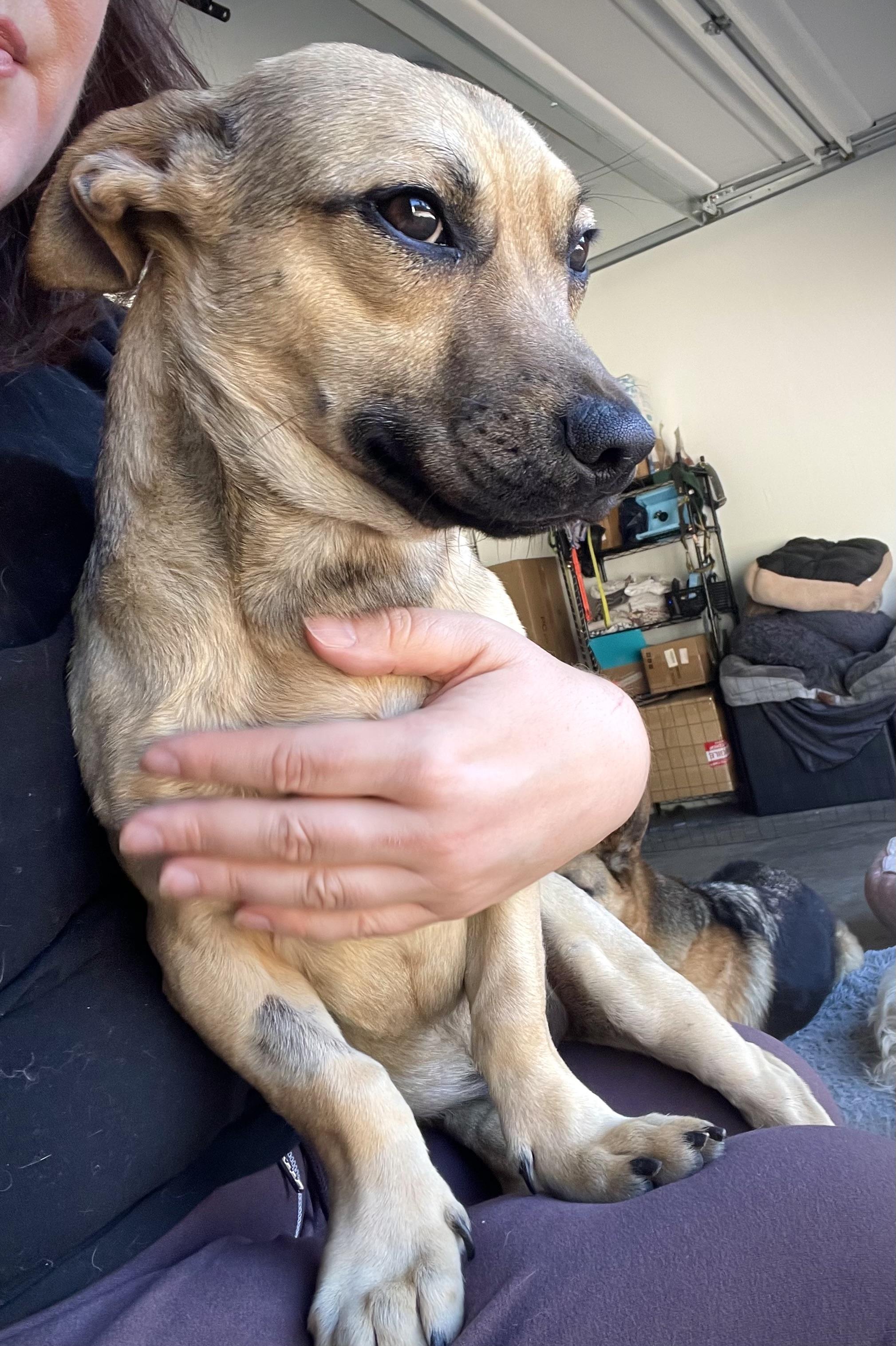 Enlarge Oscar, an adopted mixed breed in Oakland, CA image 4/6