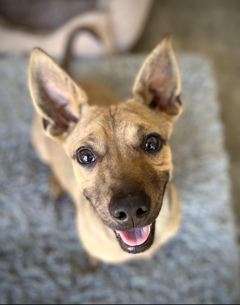 Enlarge Oscar, an adopted mixed breed in Oakland, CA image 2/6