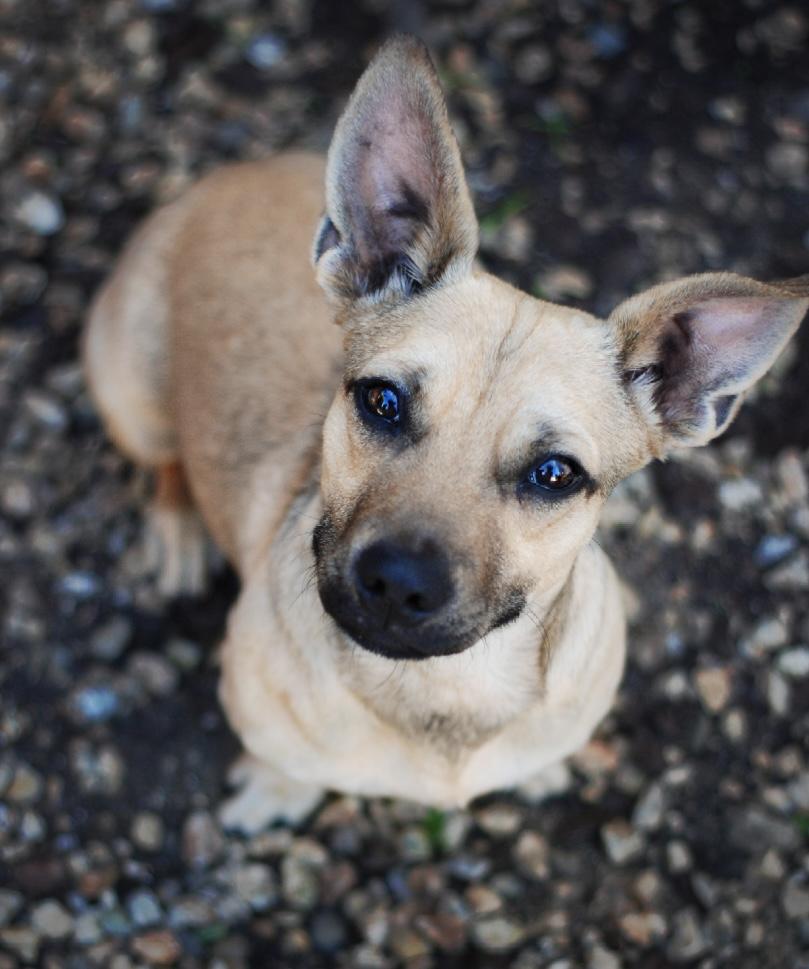 Enlarge Oscar, an adopted mixed breed in Oakland, CA image 3/6