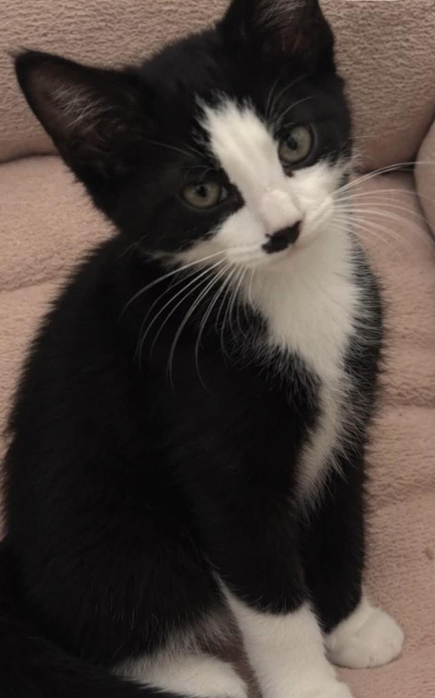 Edward & Rosalie -kittens bonded, Adoptable, Kitten Male Domestic Short Hair.