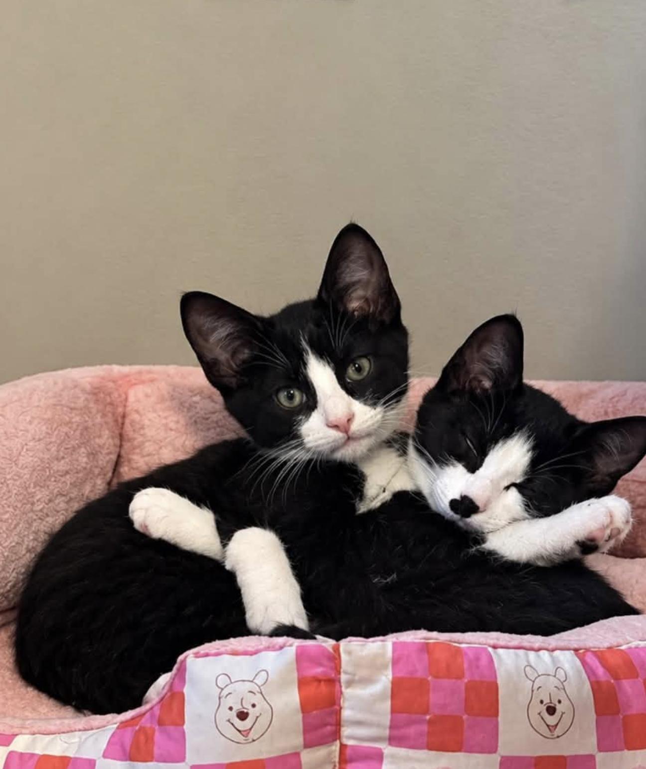 Enlarge Edward & Rosalie -kittens bonded, a Adoptable Domestic Short Hair in Enfield, CT image 2/6