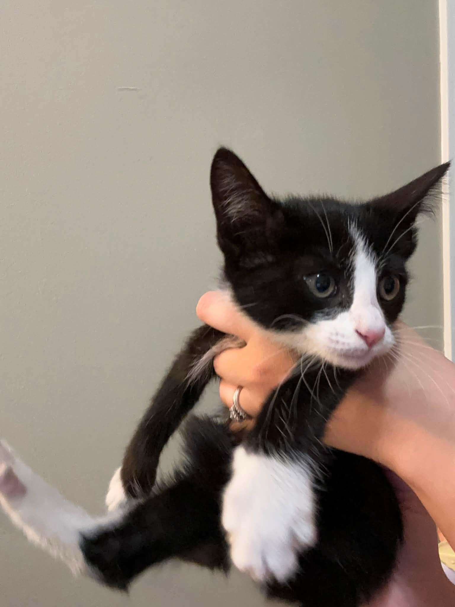 Enlarge Edward & Rosalie -kittens bonded, a Adoptable Domestic Short Hair in Enfield, CT image 3/6