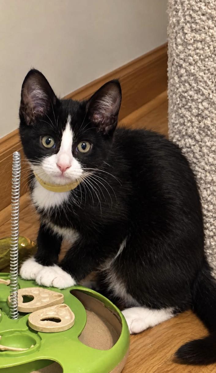 Enlarge Edward & Rosalie -kittens bonded, a Adoptable Domestic Short Hair in Enfield, CT image 5/6