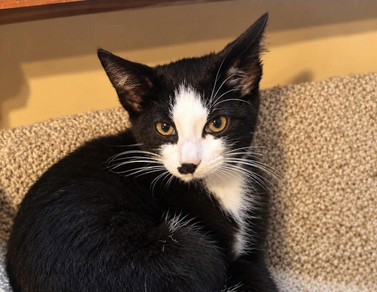 Enlarge Edward & Rosalie -kittens bonded, a Adoptable Domestic Short Hair in Enfield, CT image 6/6