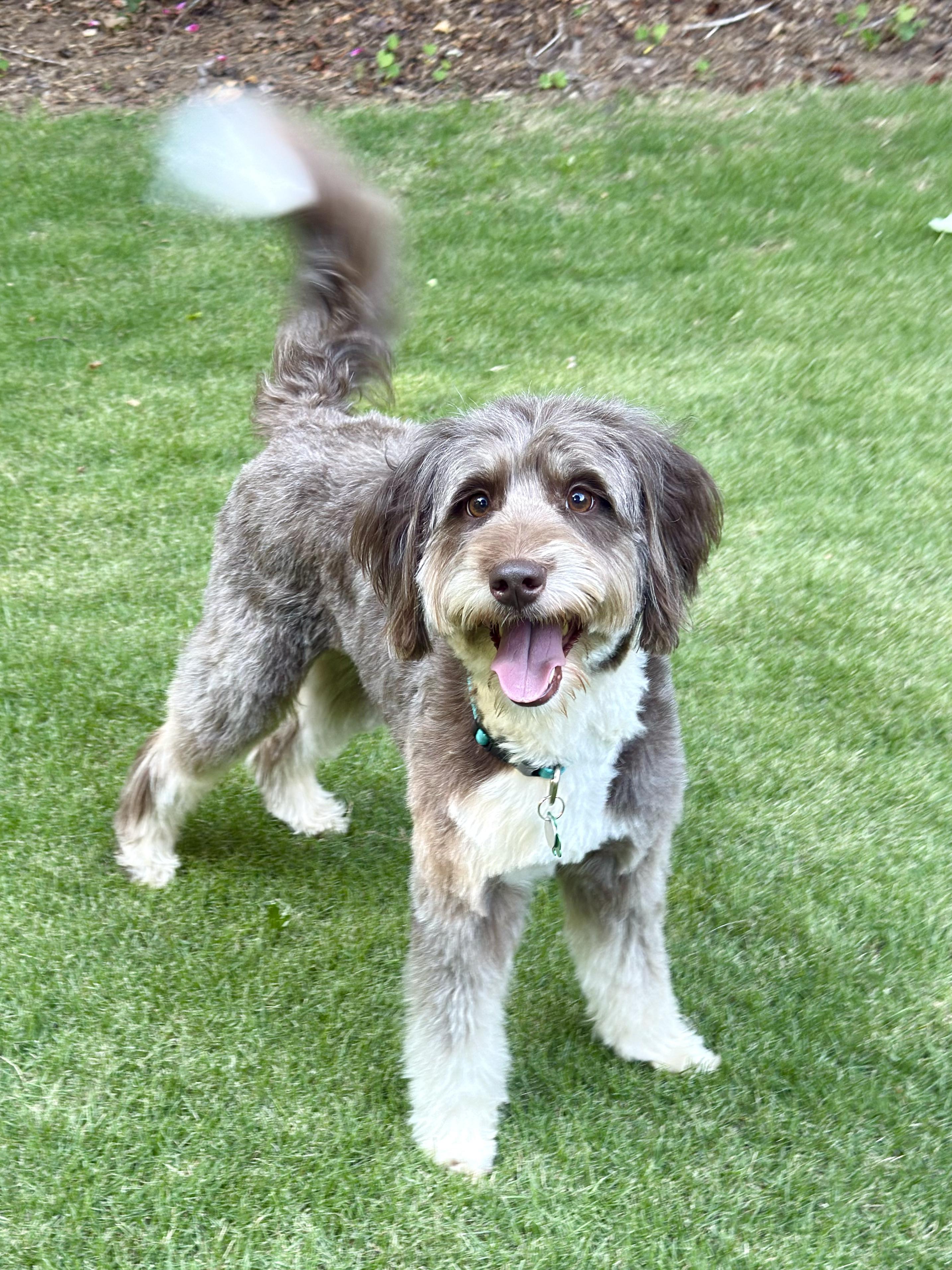 LUNA, a Adoptable mixed breed in Alpharetta, GA image 1/6