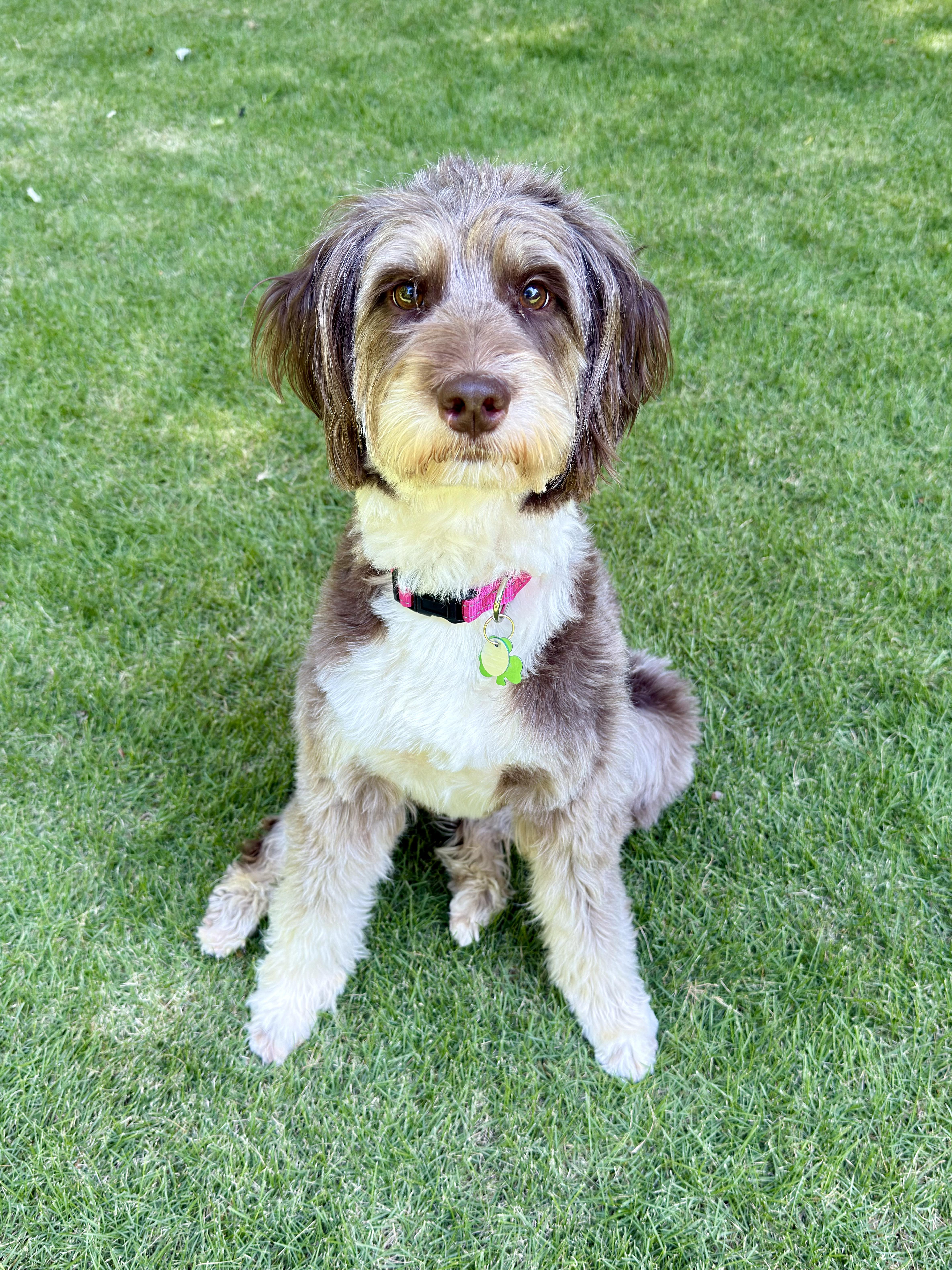 LUNA, a Adoptable mixed breed in Alpharetta, GA image 2/6