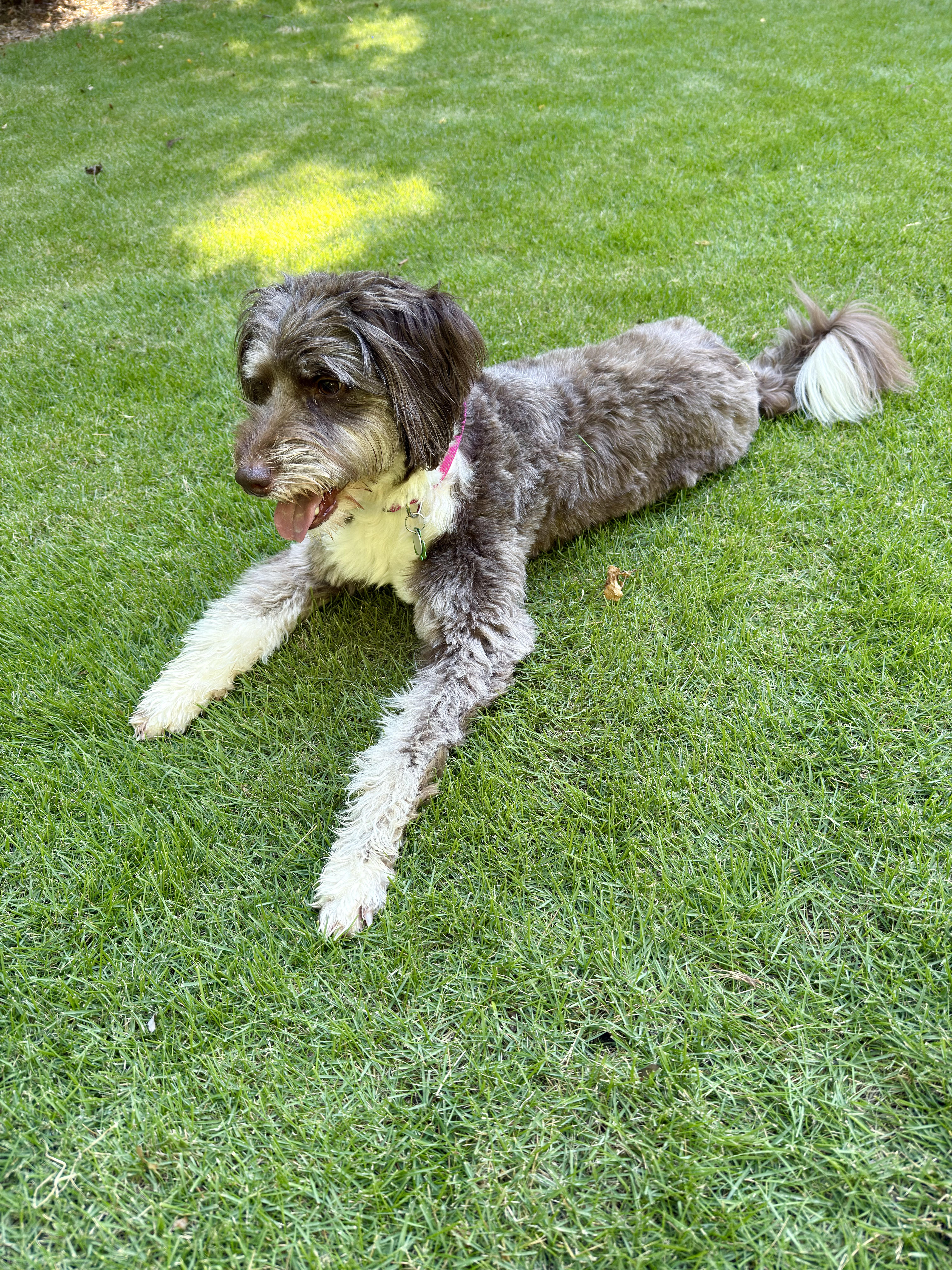 LUNA, a Adoptable mixed breed in Alpharetta, GA image 5/6
