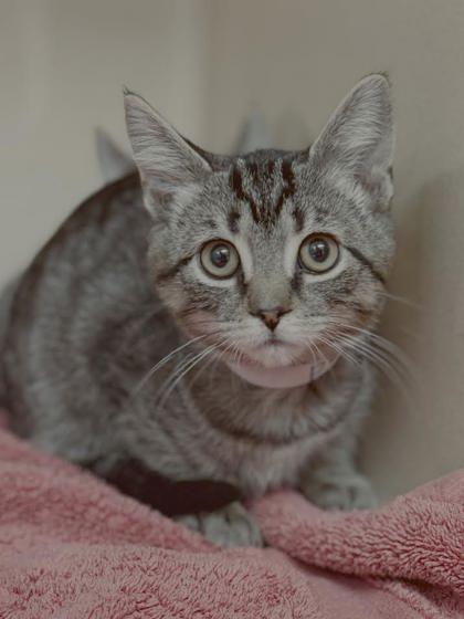 Vlad, Adoptable, Kitten Male Domestic Short Hair & Domestic Short Hair.