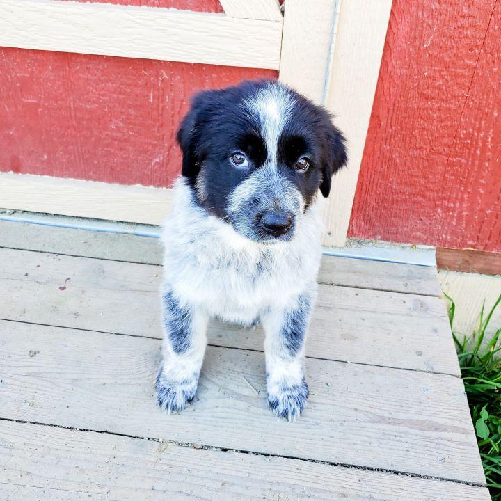 Enlarge Electra, a Adopted mixed breed in Bakersfield, CA image 1/6