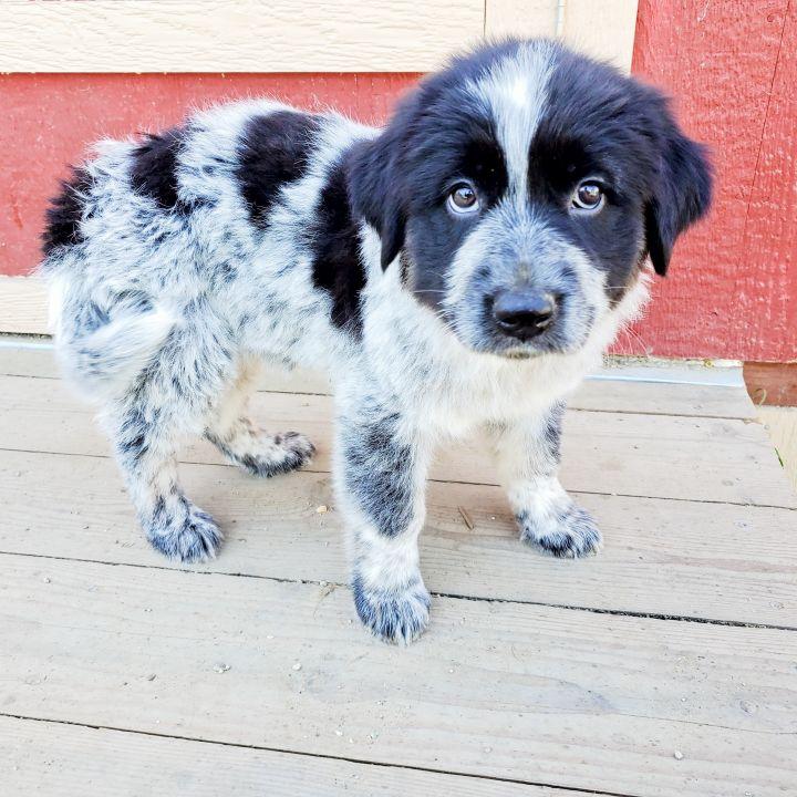 Enlarge Electra, a Adopted mixed breed in Bakersfield, CA image 2/6