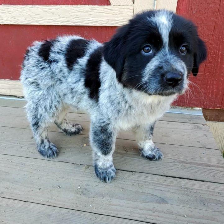 Enlarge Electra, a Adopted mixed breed in Bakersfield, CA image 3/6