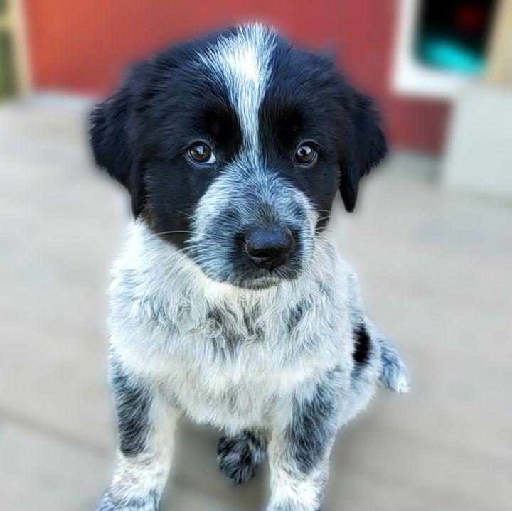 Enlarge Electra, a Adopted mixed breed in Bakersfield, CA image 4/6