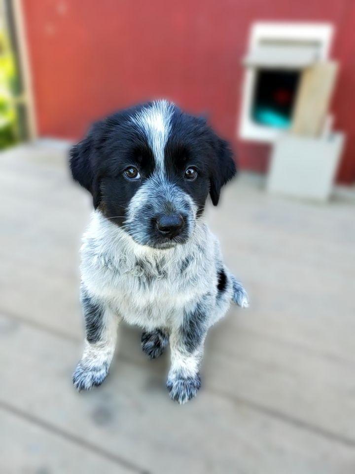 Enlarge Electra, a Adopted mixed breed in Bakersfield, CA image 5/6