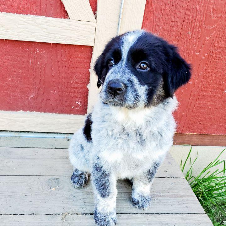 Enlarge Electra, a Adopted mixed breed in Bakersfield, CA image 6/6