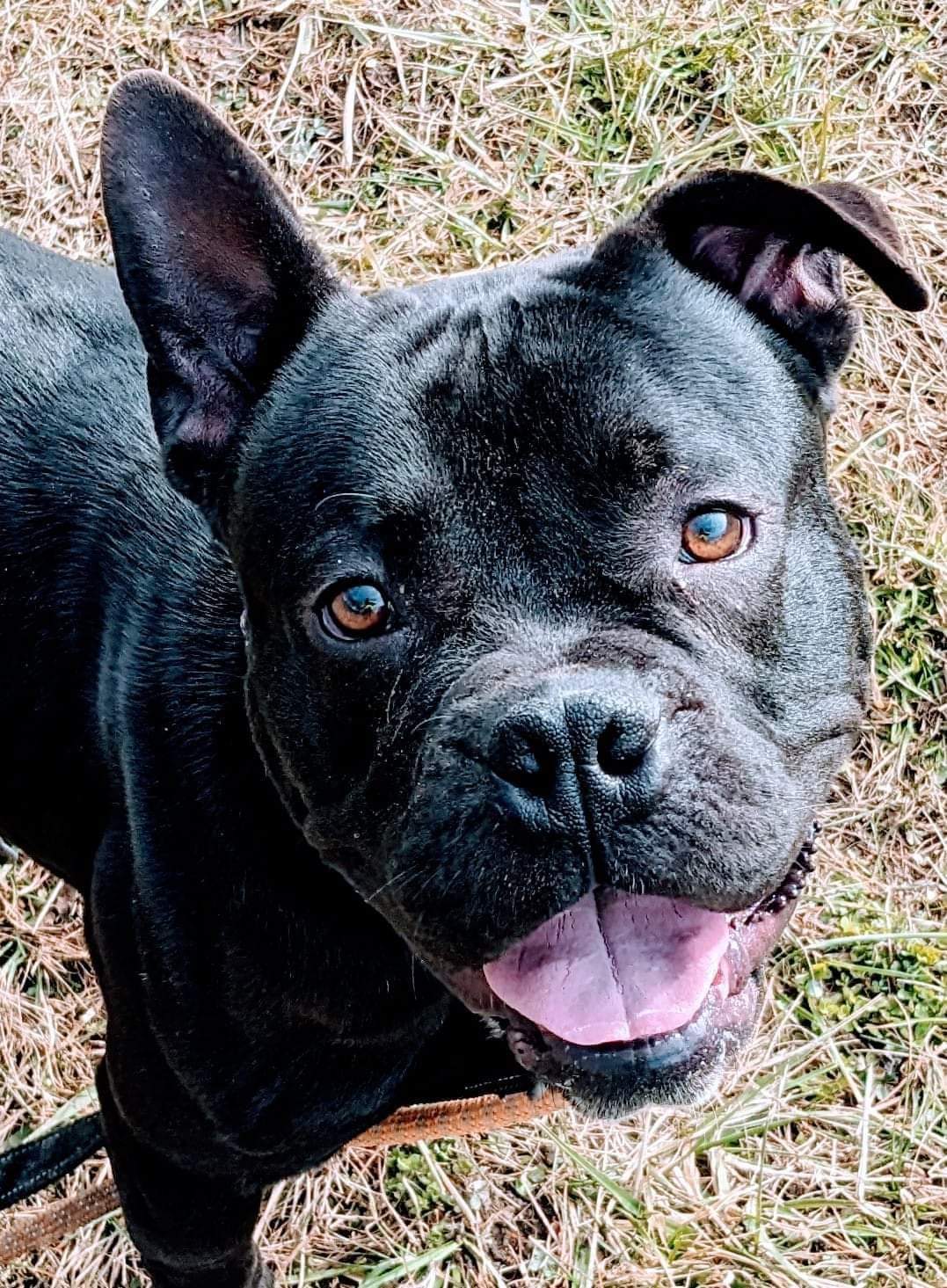 Bandit, a Adoptable mixed breed in Warren, OH image 1/4