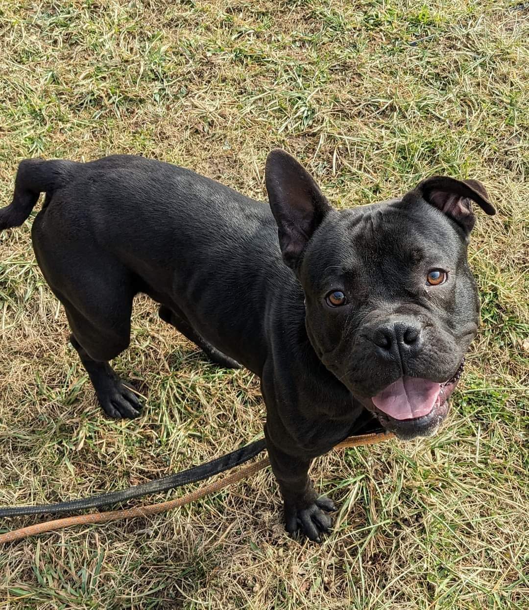 Bandit, a Adoptable mixed breed in Warren, OH image 3/4