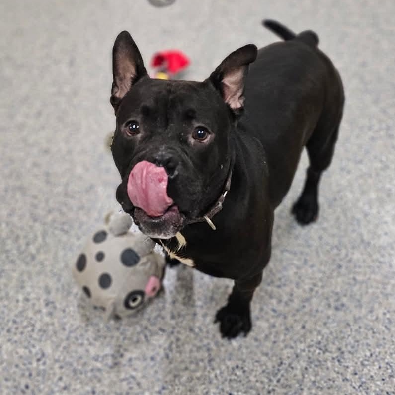 Bandit, a Adoptable mixed breed in Warren, OH image 2/4