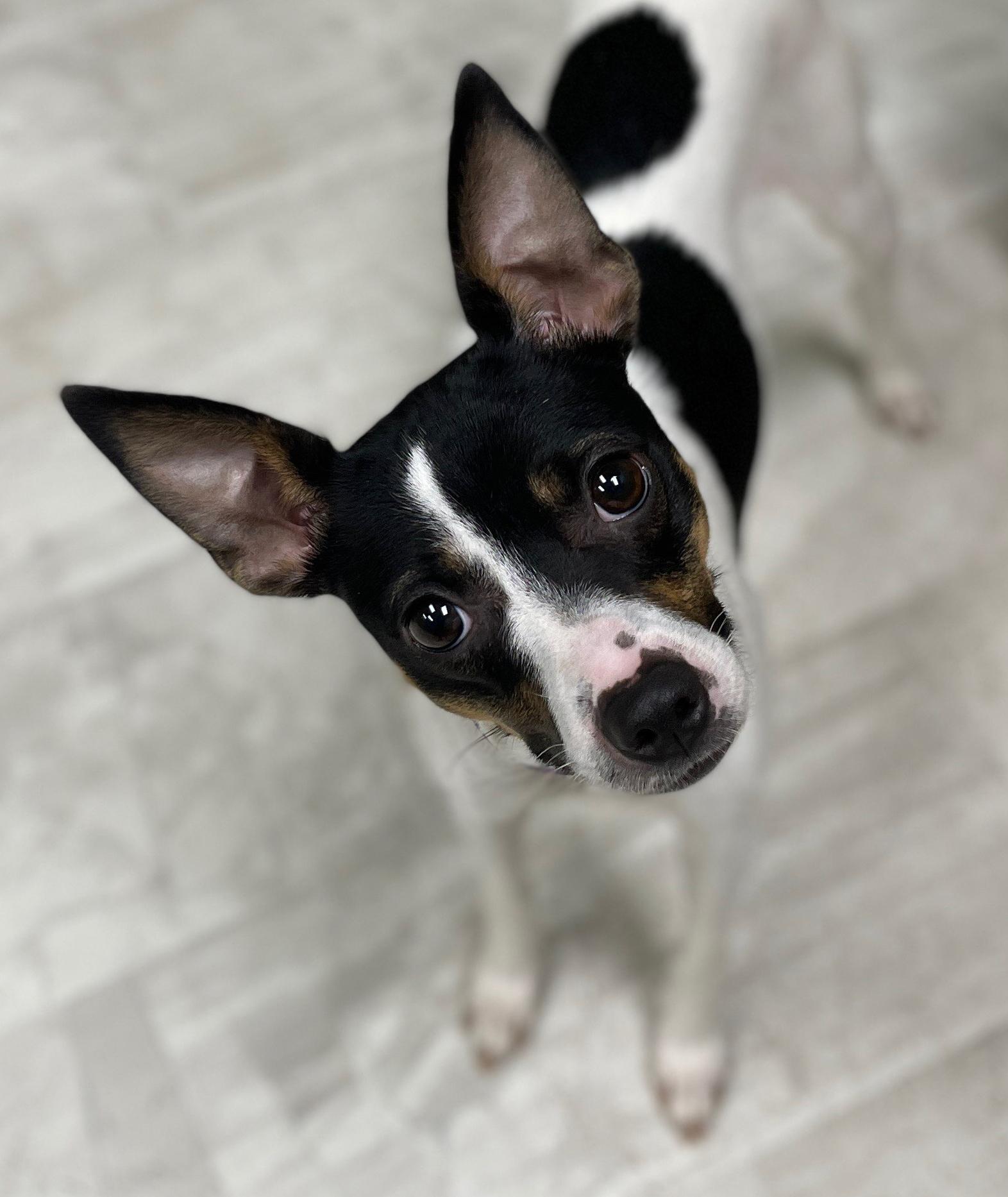 Indie, Adoptable, Young Female Miniature Pinscher.