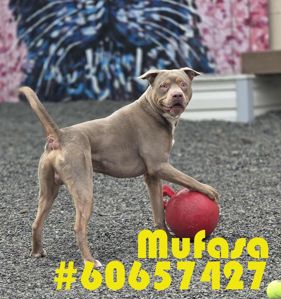 Mufasa, ADOPTABLE, Adult Male American Staffordshire Terrier.