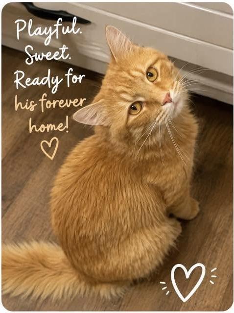 Murphy, Adoptable, Young Male Domestic Medium Hair.