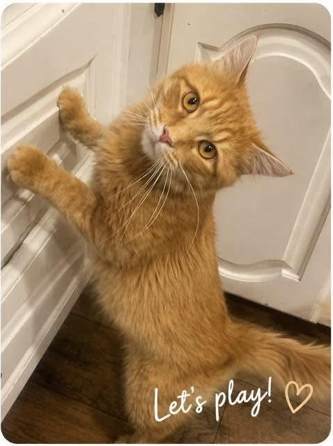 Enlarge Murphy, a Adoptable Domestic Medium Hair in Keller, TX image 2/2