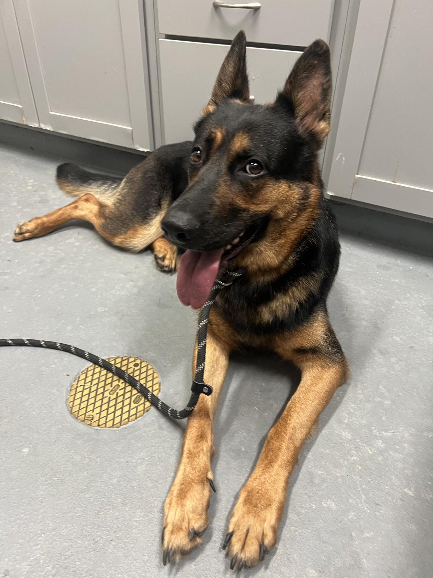 Enlarge Hemi, a ADOPTABLE German Shepherd Dog in Ashland, VA image 2/3