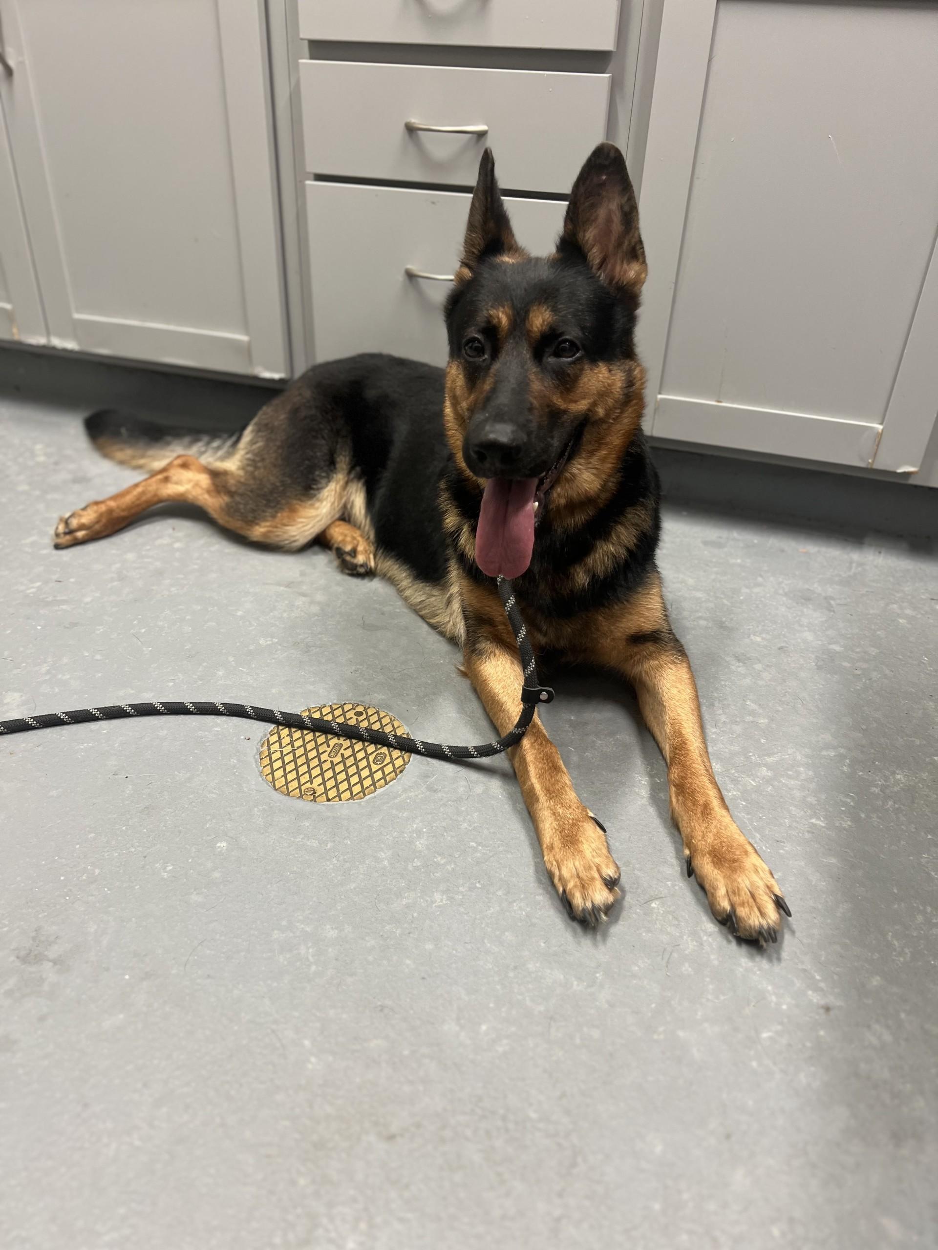 Enlarge Hemi, a ADOPTABLE German Shepherd Dog in Ashland, VA image 1/3