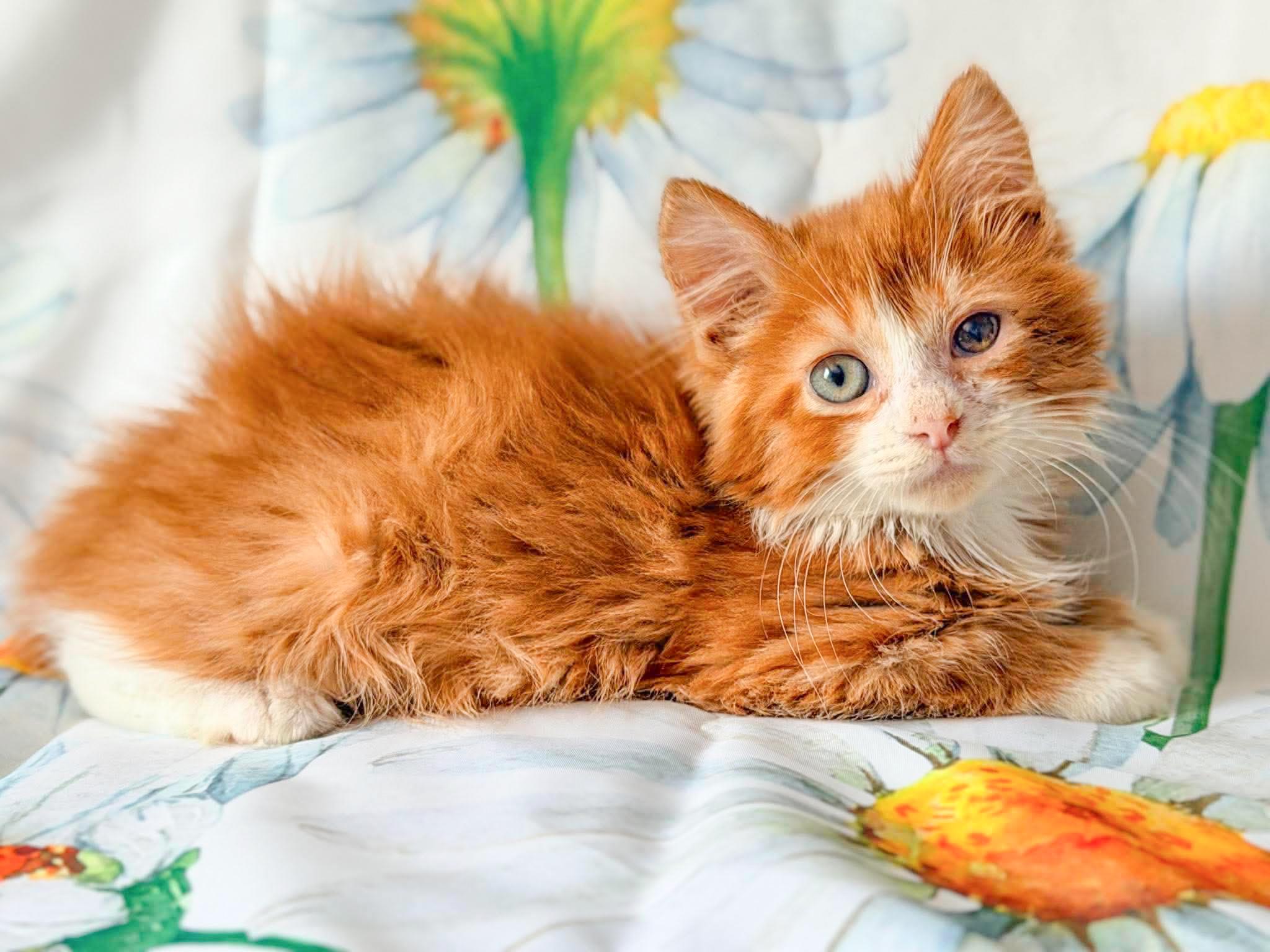 Enlarge Ritz, an adopted Domestic Long Hair in Mullica Hill, NJ image 2/3