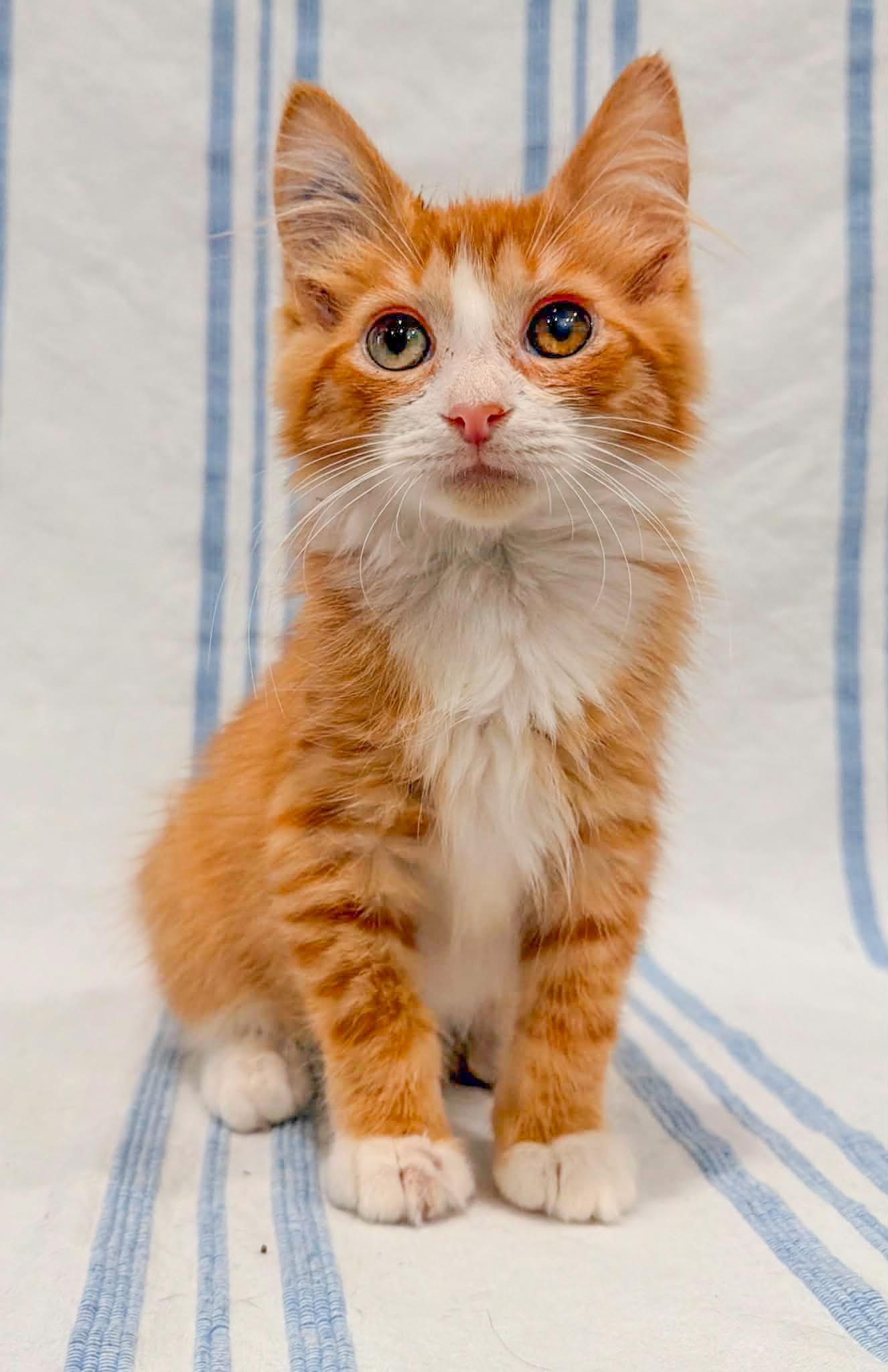 Ritz, adopted, Kitten Male Domestic Long Hair.