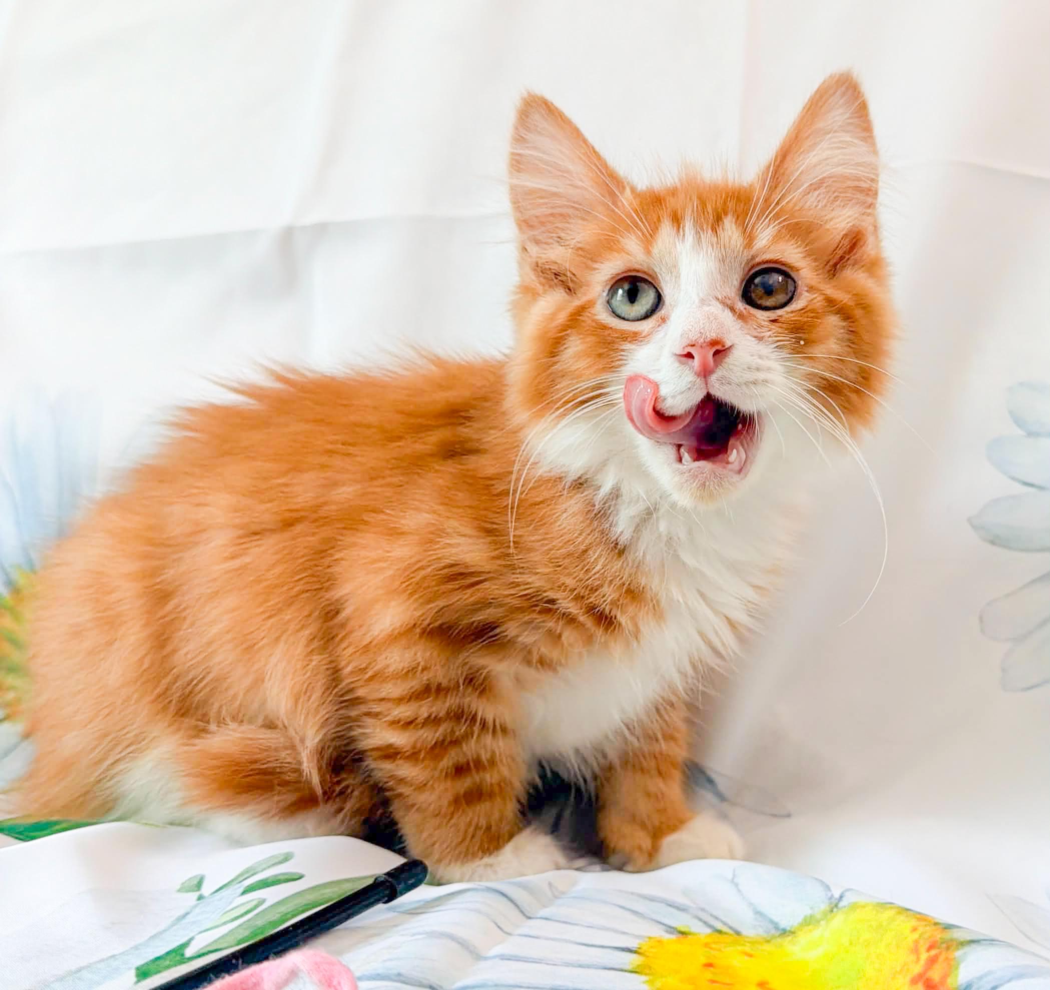 Enlarge Ritz, an adopted Domestic Long Hair in Mullica Hill, NJ image 3/3