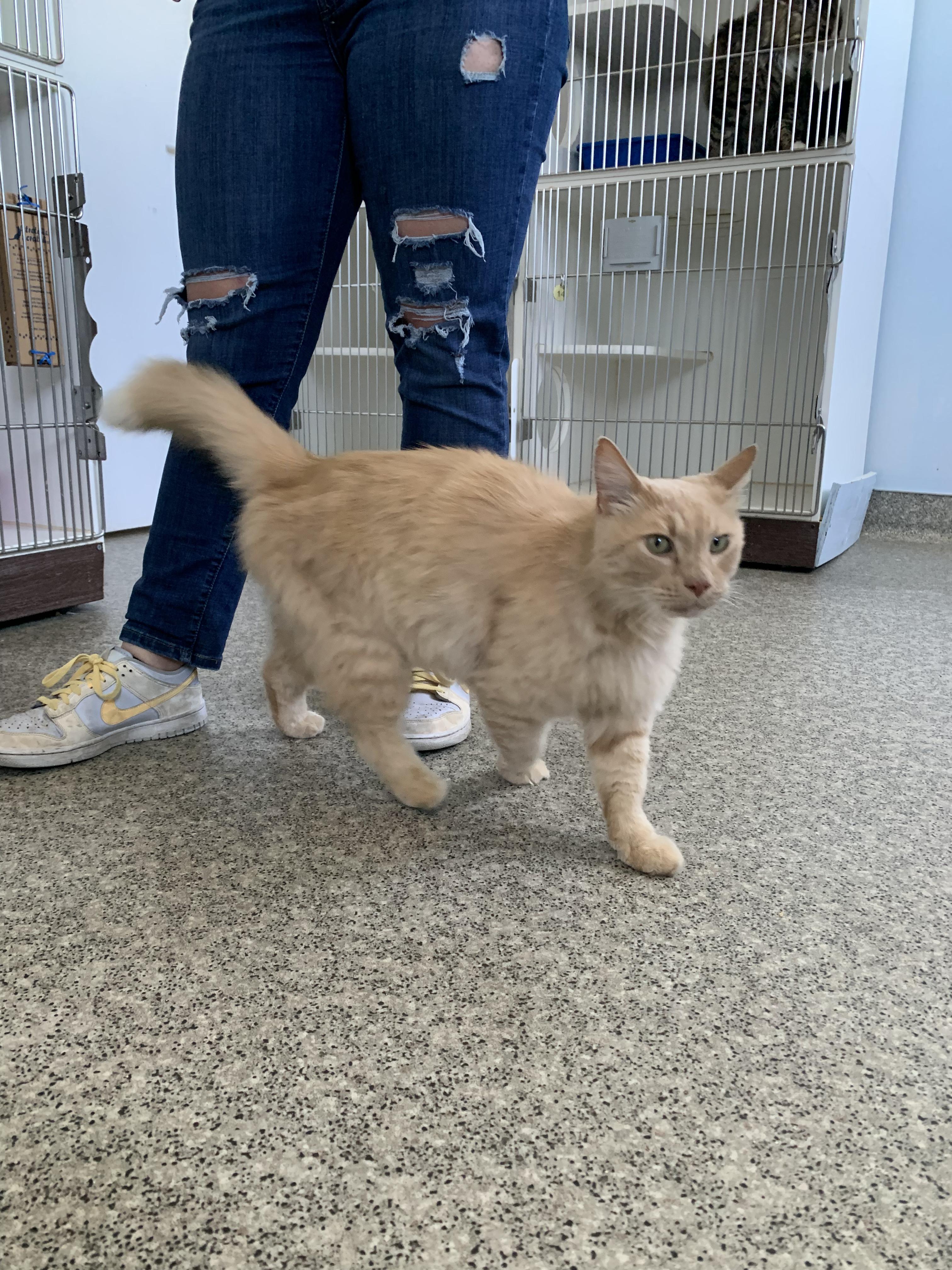 Enlarge Newt, an adopted Domestic Long Hair in Grass Valley, CA image 4/5