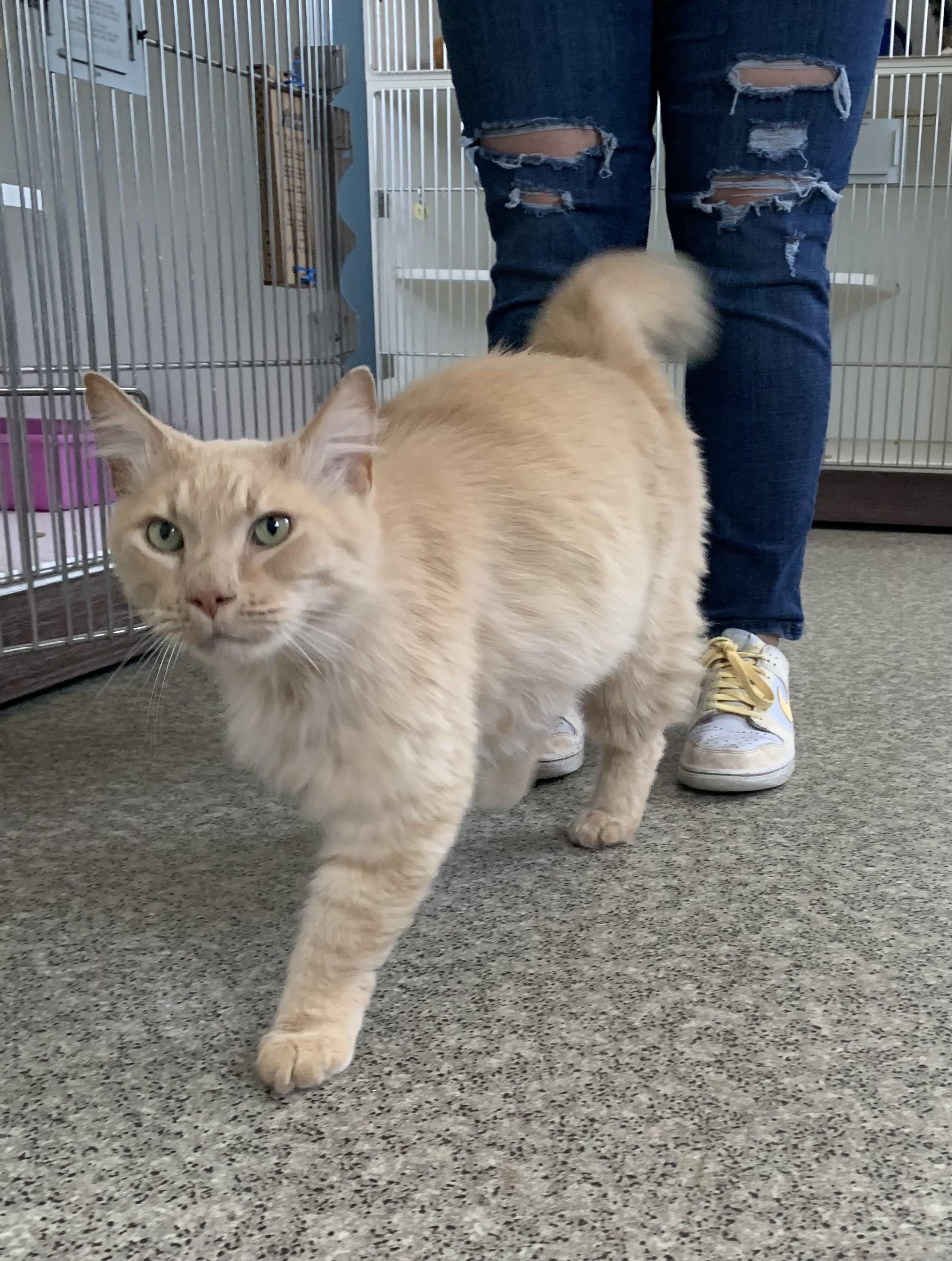 Enlarge Newt, an adopted Domestic Long Hair in Grass Valley, CA image 2/5