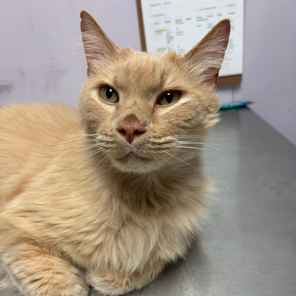 Enlarge Newt, an adopted Domestic Long Hair in Grass Valley, CA image 1/5