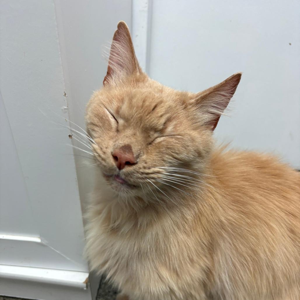 Enlarge Newt, an adopted Domestic Long Hair in Grass Valley, CA image 5/5