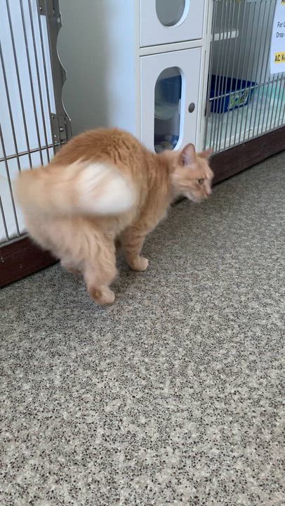 Enlarge Newt, an adopted Domestic Long Hair in Grass Valley, CA video 3/5