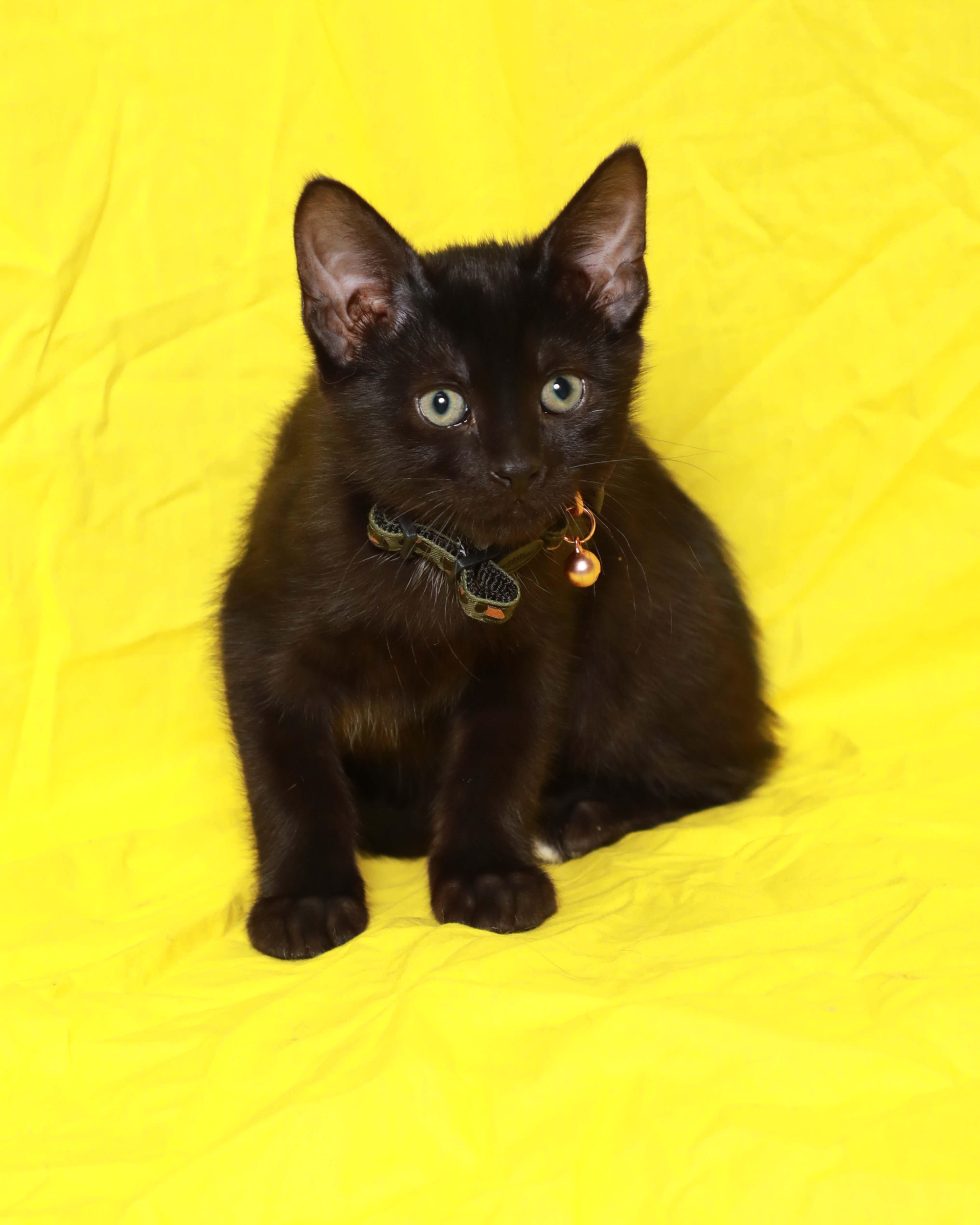 Enlarge Sparrow, a Adoptable Domestic Short Hair in Rock Falls, IL image 3/3