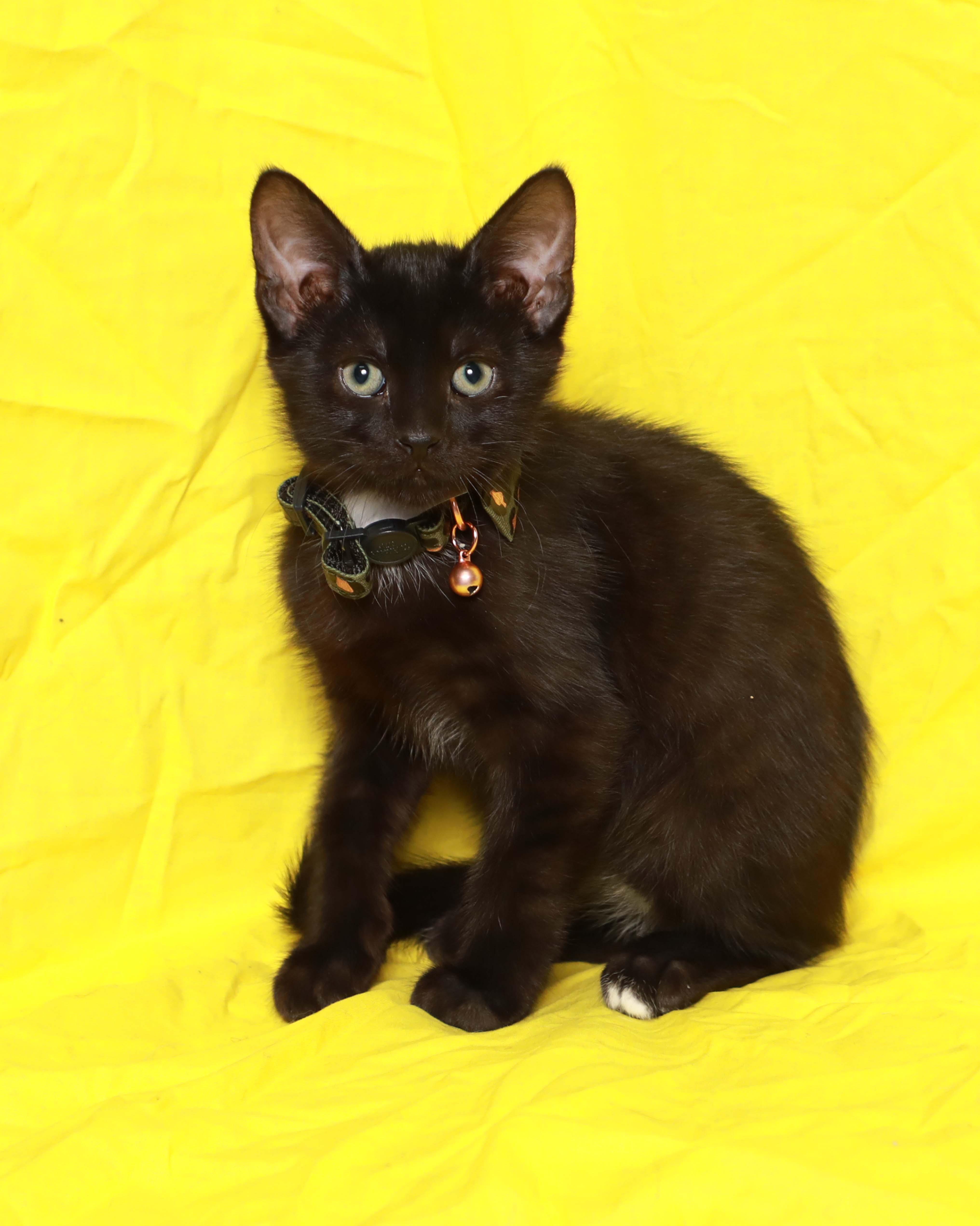 Enlarge Sparrow, a Adoptable Domestic Short Hair in Rock Falls, IL image 1/3