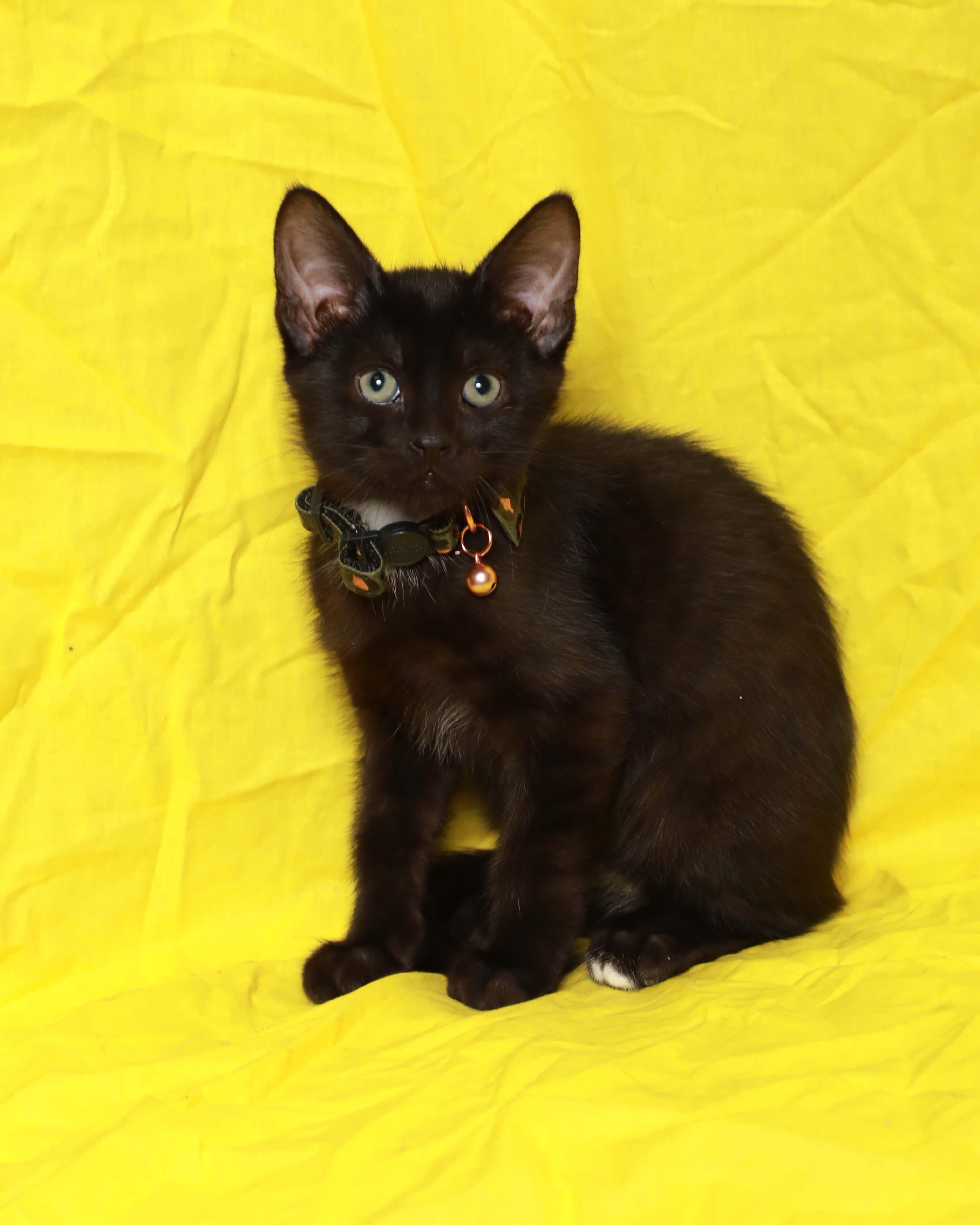 Enlarge Sparrow, a Adoptable Domestic Short Hair in Rock Falls, IL image 2/3