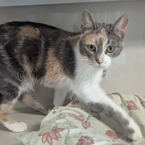Enlarge Sweet Pea, an adopted mixed breed in Shippenville, PA image 3/6