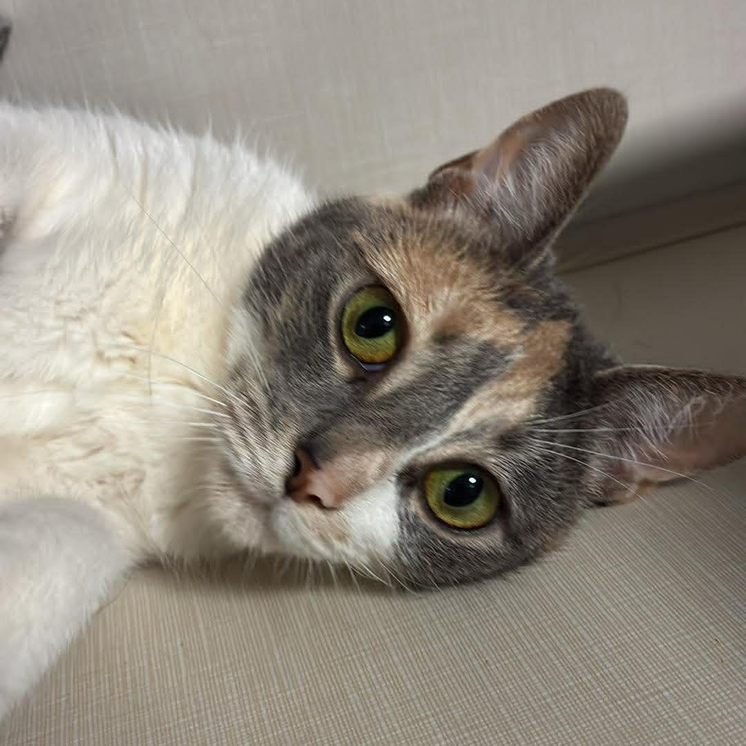 Enlarge Sweet Pea, an adopted mixed breed in Shippenville, PA image 6/6