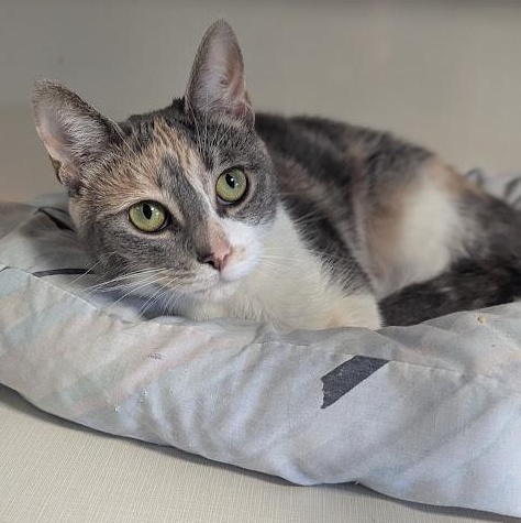 Enlarge Sweet Pea, an adopted mixed breed in Shippenville, PA image 1/6