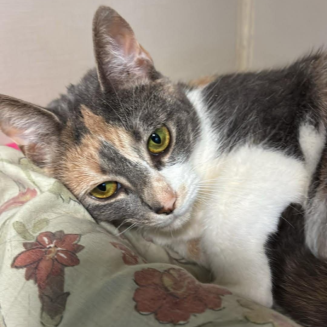 Enlarge Sweet Pea, an adopted mixed breed in Shippenville, PA image 2/6